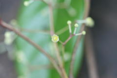 Alseodaphne semecarpifolia